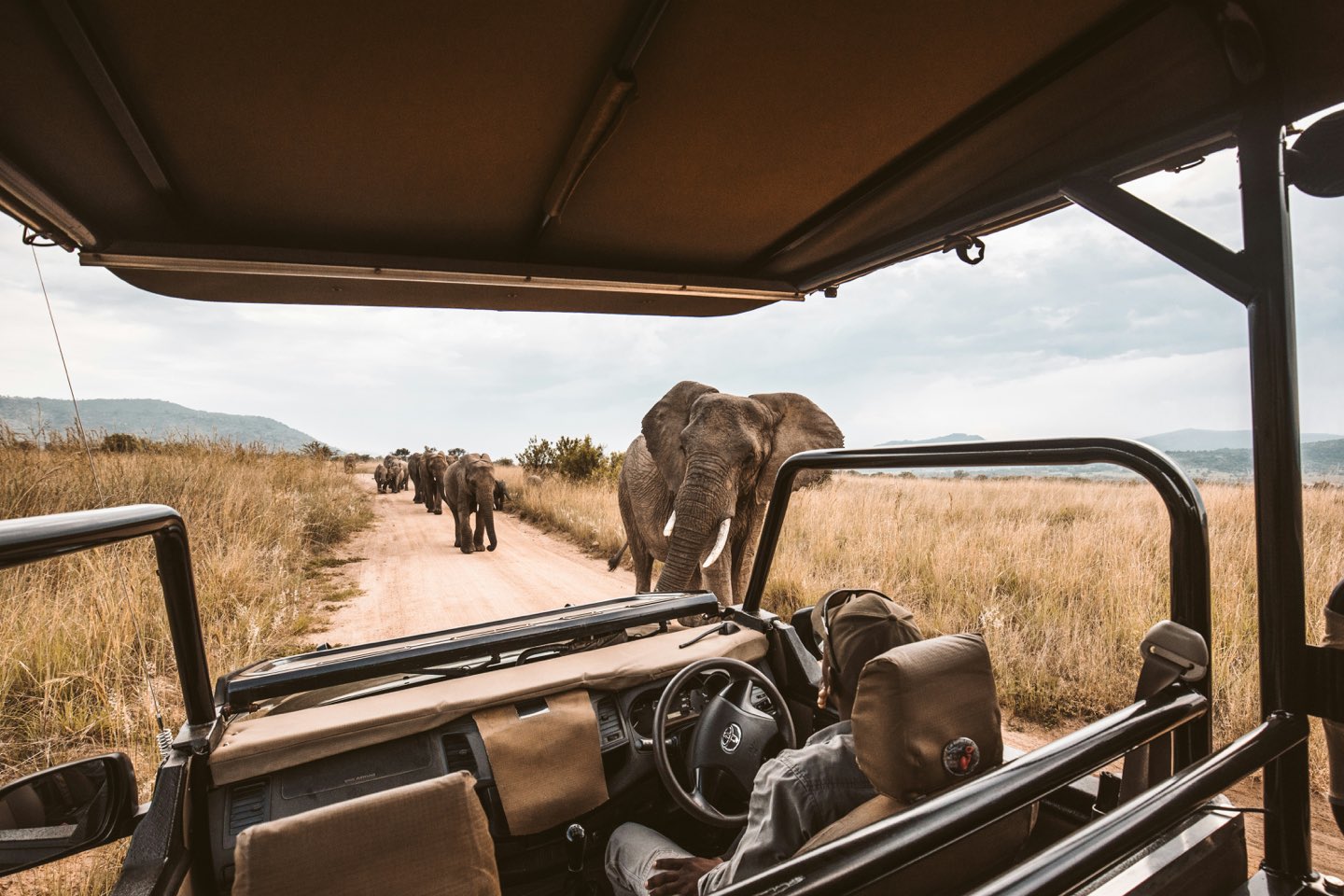 Elephants crossing a dirt track in front of an open safari vehicle on an African game drive